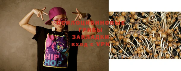 гашик Алексин